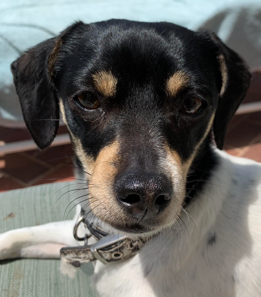 Meet Mahi the "Sheriff"