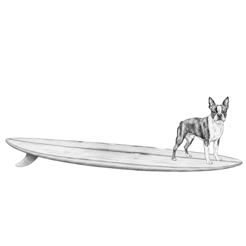 BOSTON TERRIER Surf Shop