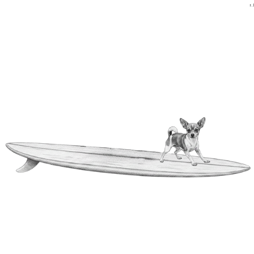 CHIHUAHUA Surf Shop