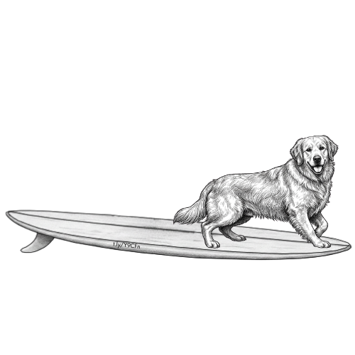 GOLDEN RETRIEVER Enzo Surf Shop